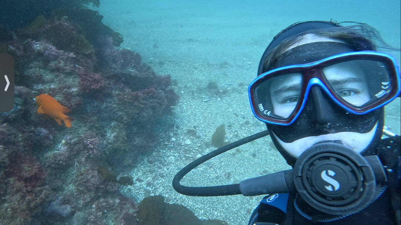 Me SCUBA diving next to a bright orange garibaldi fish